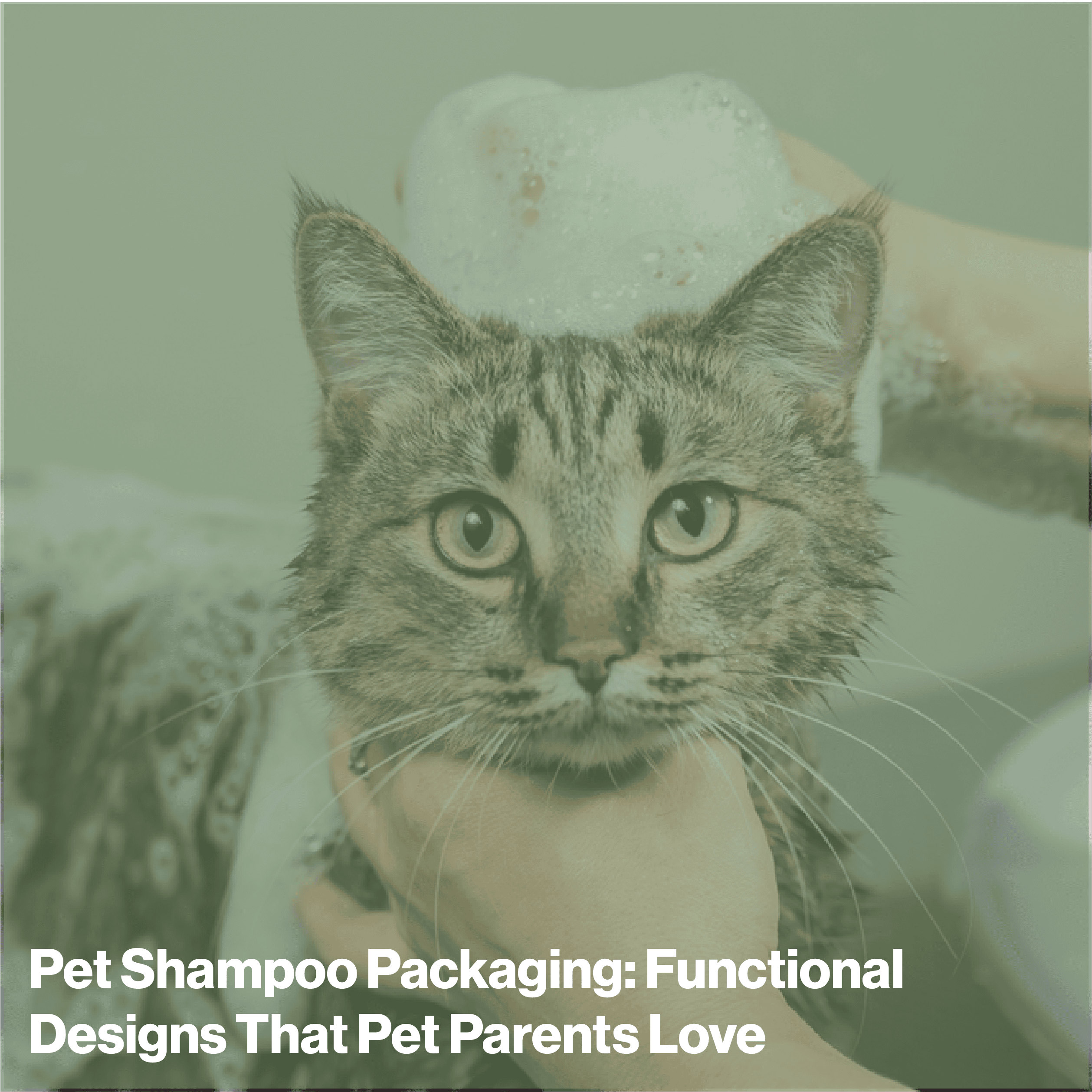 Pet Shampoo Packaging Article Photo