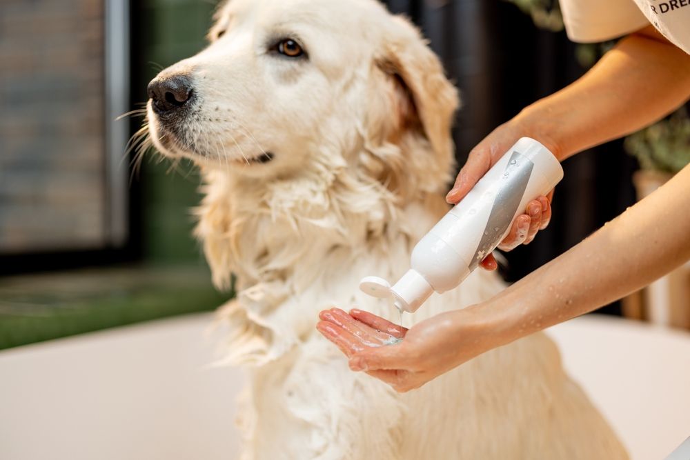 Owner applying shampoo to dog using plastic bottle and dispensing cap